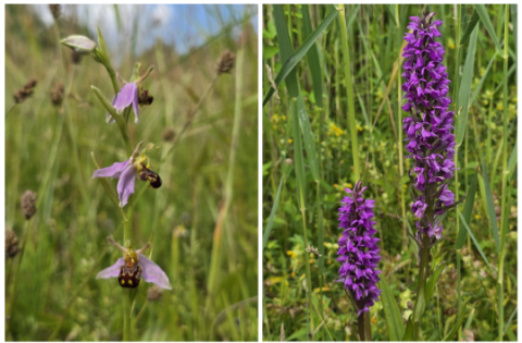 Bijenorchis links en rietorchis rechts